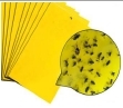Trampa para insectos Lamina amarilla  20x25cm 