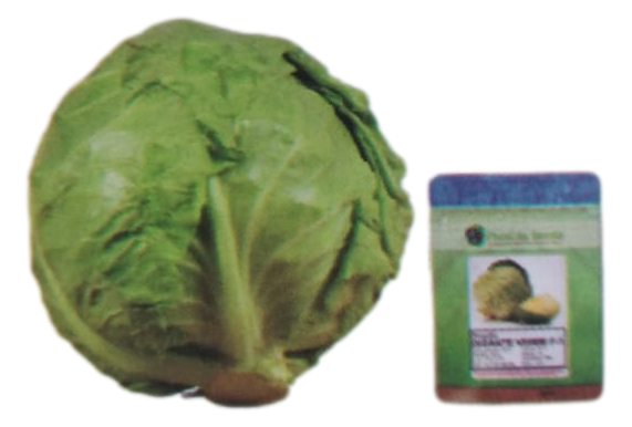 Repollo HIBRIDO GIGANTE VERDE x 3.000 SEMILLAS PANDIASEEDS