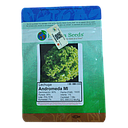 [6-0187] LECHUGA ANDROMEDA (tipo pirati) x 1MX Pandiaseeds - SEMILLA